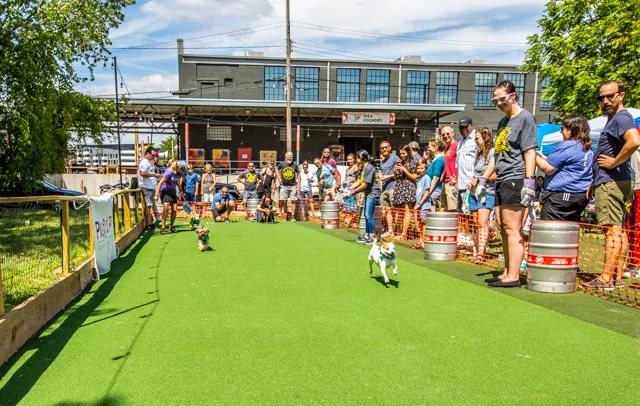 2019 Private School Pups Small Dog Rescue Race-117.jpg