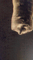 drip01.gif