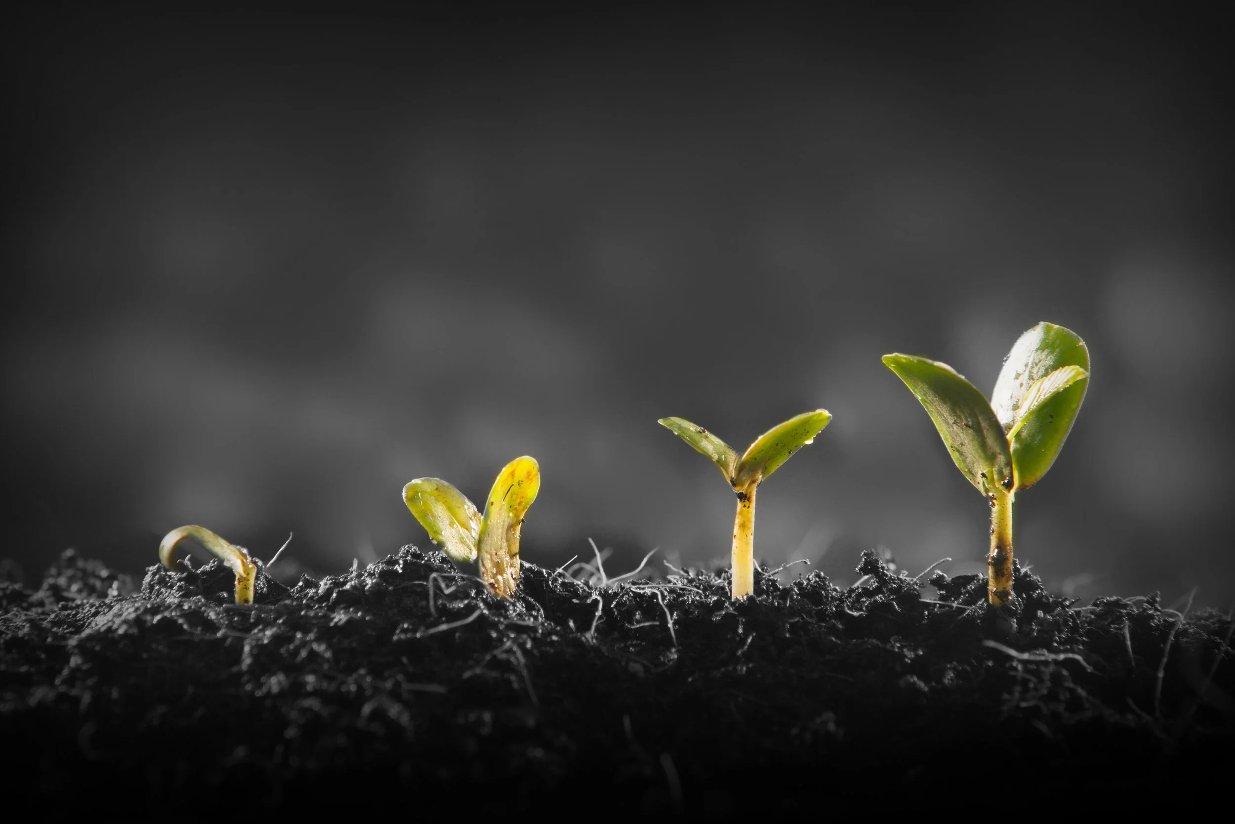 iStock-884292786.jpg