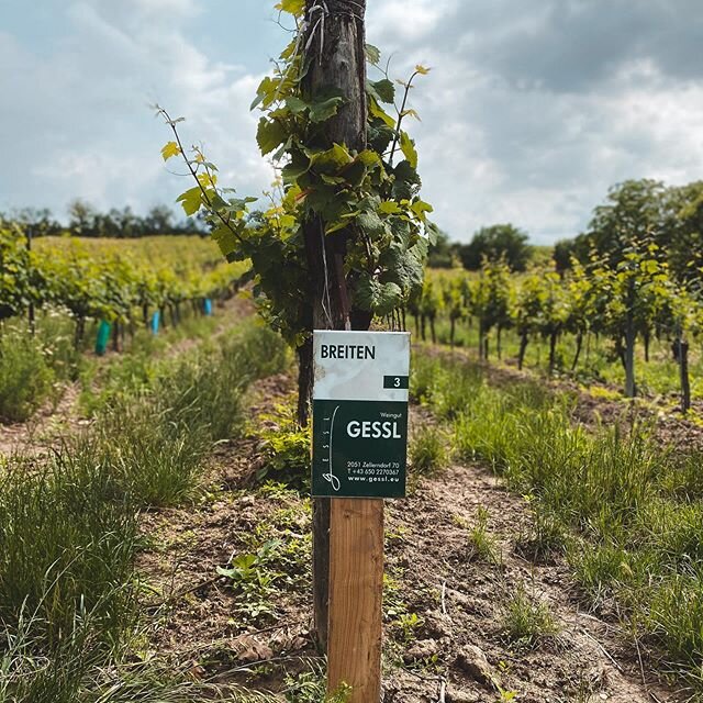 TAFELN im Weingarten 🌞
&mdash;&mdash;&mdash;&mdash;&mdash;&mdash;&mdash;&mdash;&mdash;&mdash;&mdash;&mdash;&mdash;-
Heute wurden unsere Weingartenrieden beschriftet. Wenn ihr in unseren Weing&auml;rten spazieren geht, wisst ihr genau bei welcher Rie