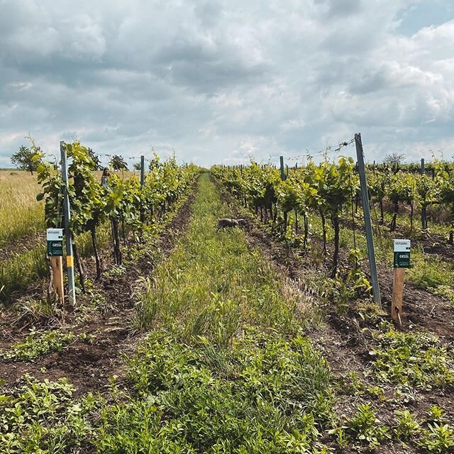 Sch&ouml;nen Sonntagabend! Heute mal sonnige Eindr&uuml;cke aus der Riede Veitlberg 🌞
&bull;
&bull;
&bull;
&bull;
&bull;
&bull;
&bull;
#gesslweinliebhaber #weingutgessl #winelover #wine #vintage #grünerveltliner #riesling #weinviertel #weinvierteld