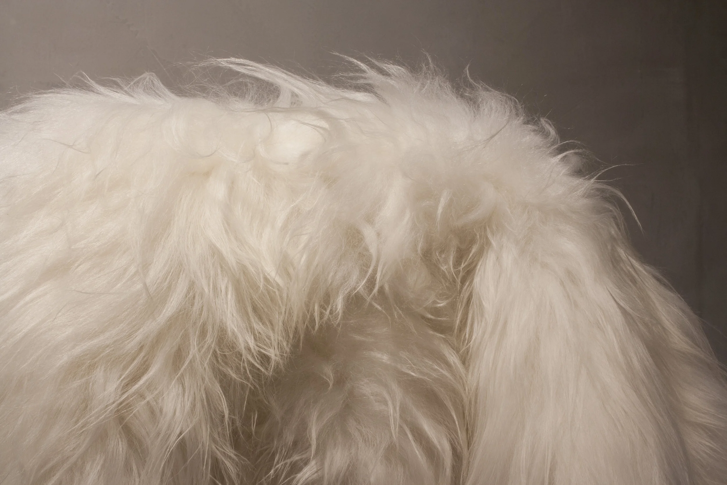 PELE CABRITO ISLANDÊS