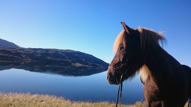 Hallkelsstadahlid-Horse1.jpeg