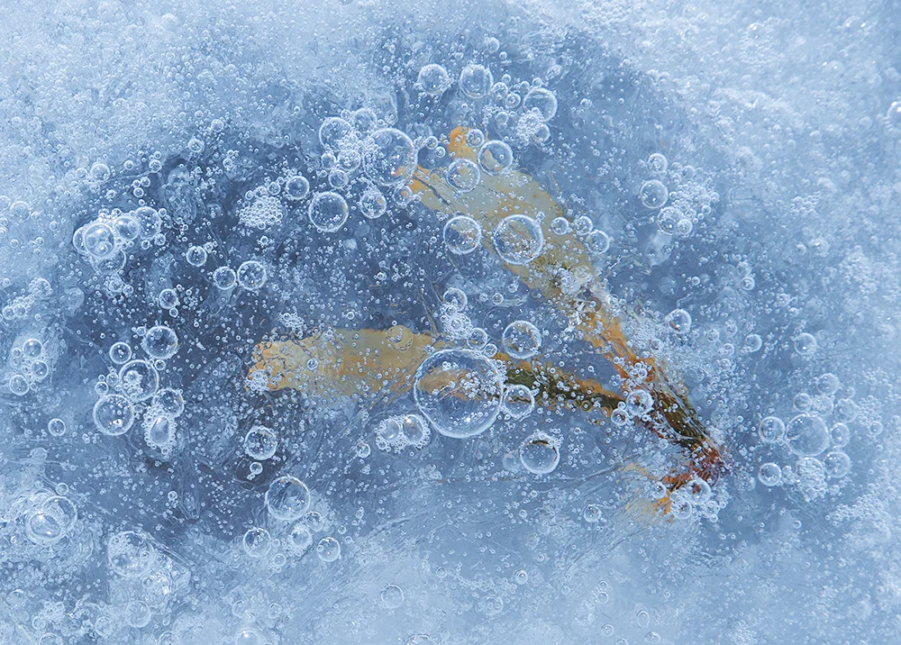 seaweed in ice #2