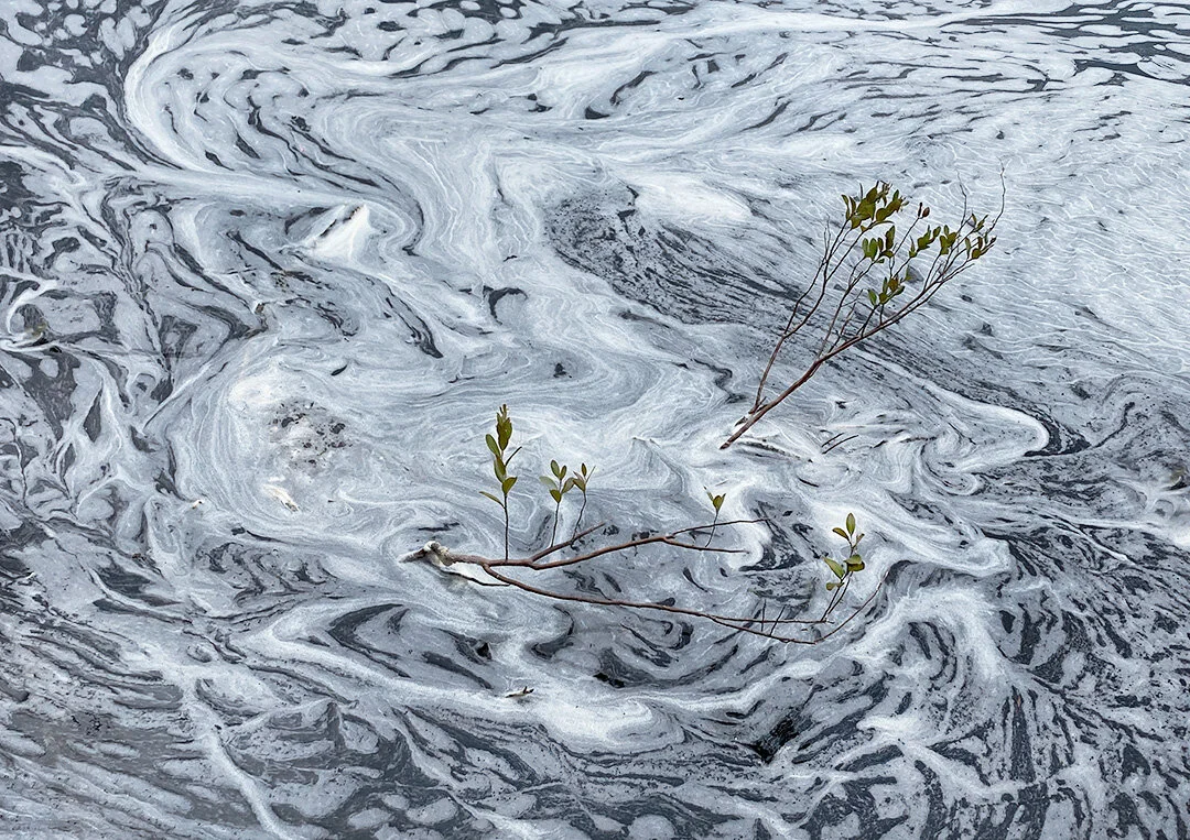 Spring saponins