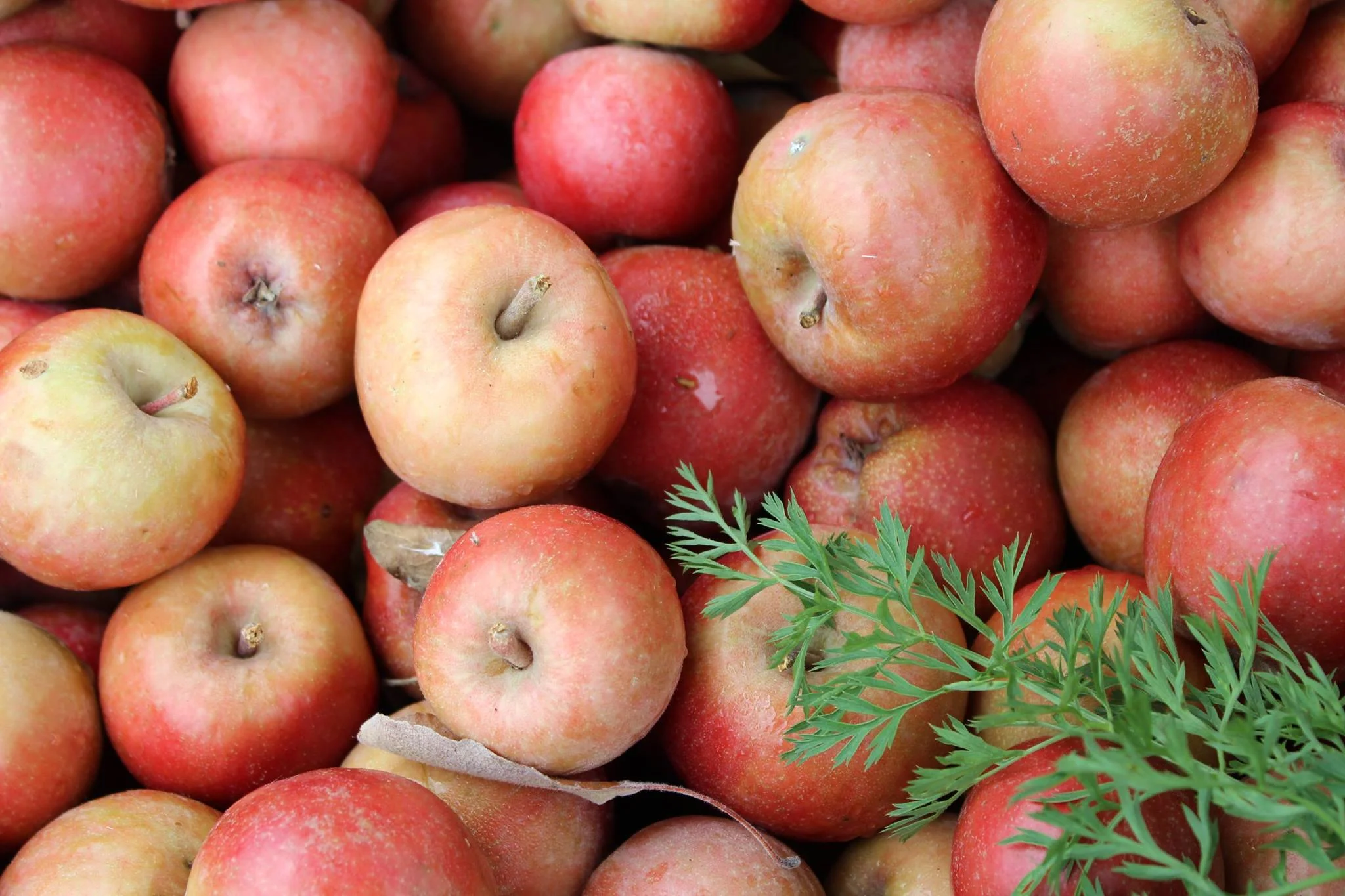 morren_apples.jpg