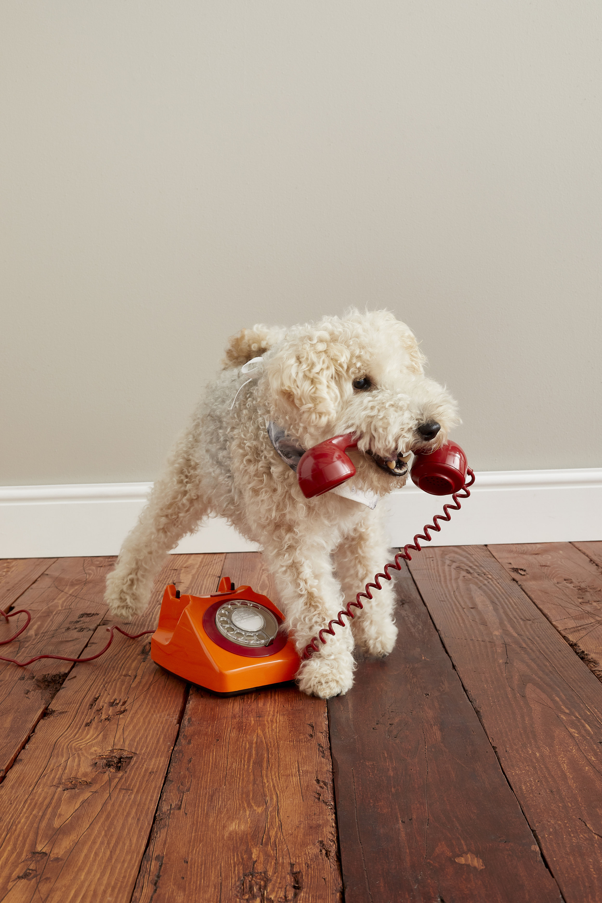 SS18CathKidston25Stanley_TELEPHONE DAY_1.jpg