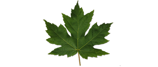 FELKER_01_leaf.png