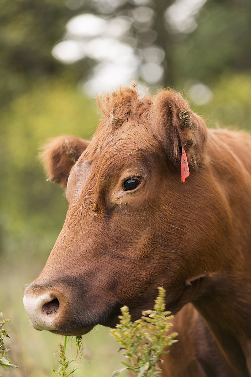 Caitlin-Claire-Studio-Gavin-Farms-Branding-18.jpg