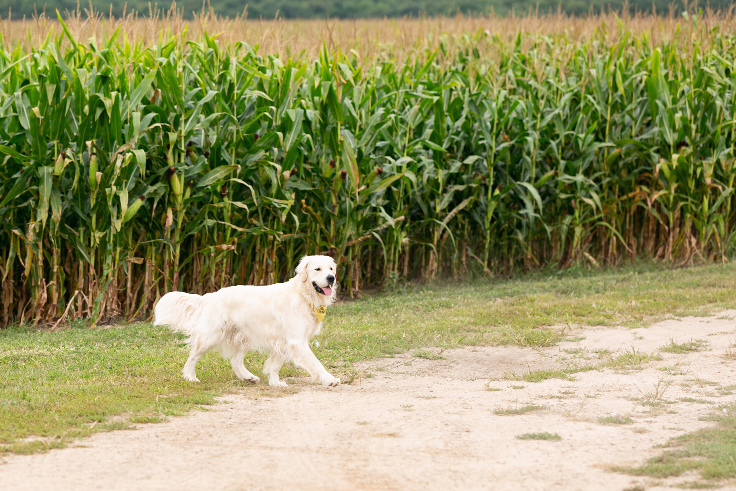 Caitlin-Claire-Studio-Gavin-Farms-Pizza-003.jpg