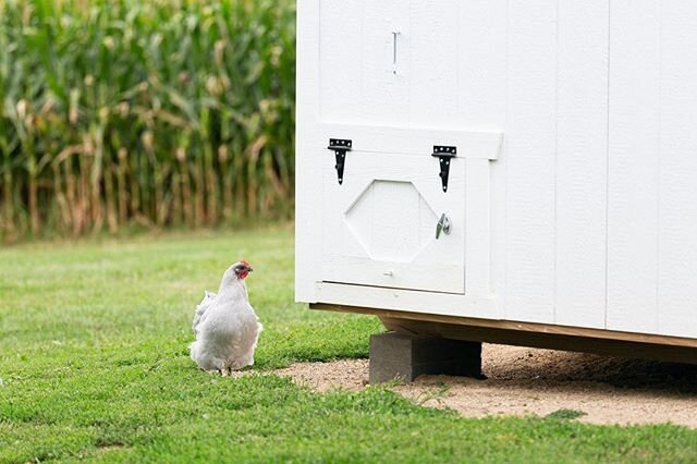 Not every day on the farm is as pretty as the pictures. Some days are hard, really hard. Last week we had one of those heartbreaking days. In the broad daylight, 20 chickens (including all of our new 2020 chicks), our two turkeys, and our new kittens