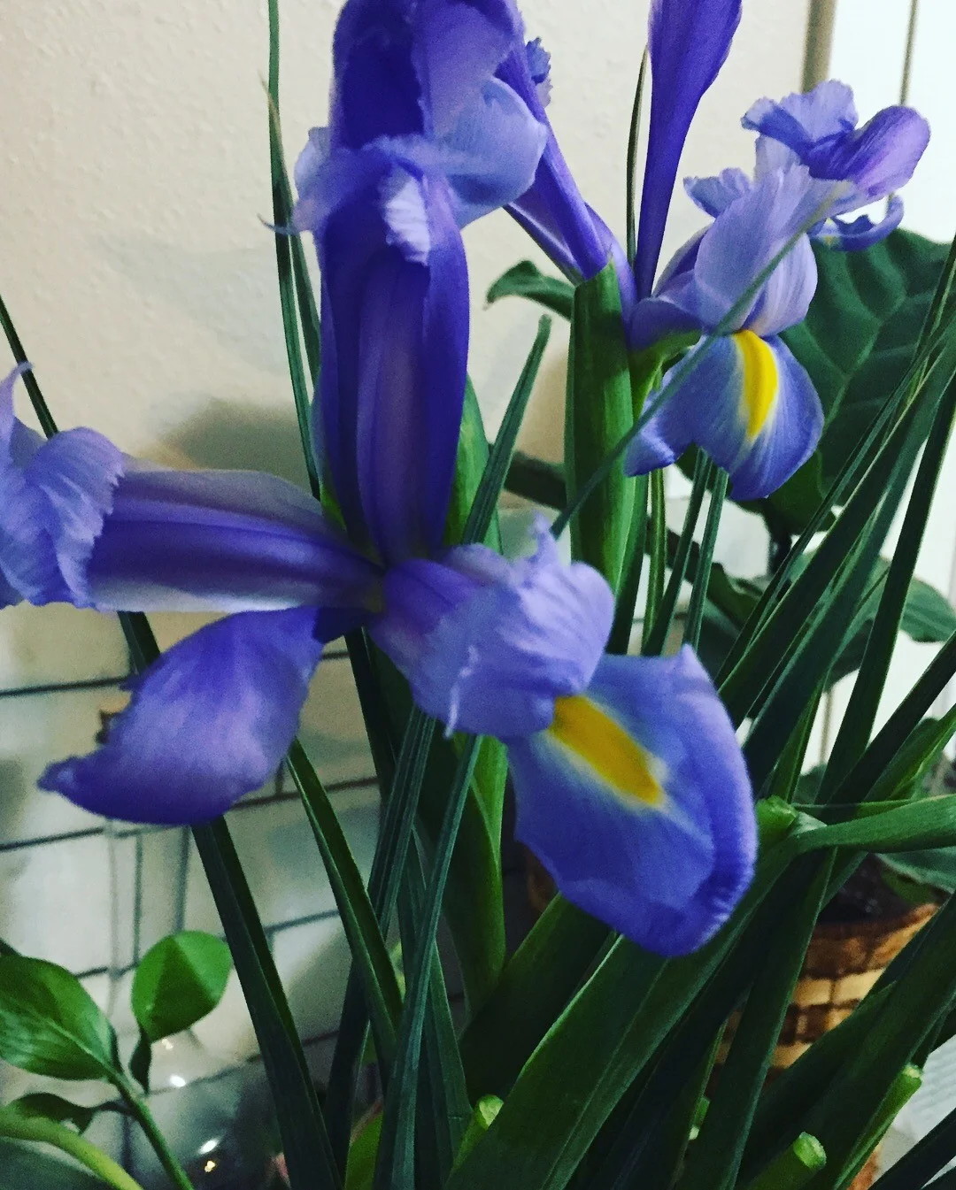 Iris (Copy)