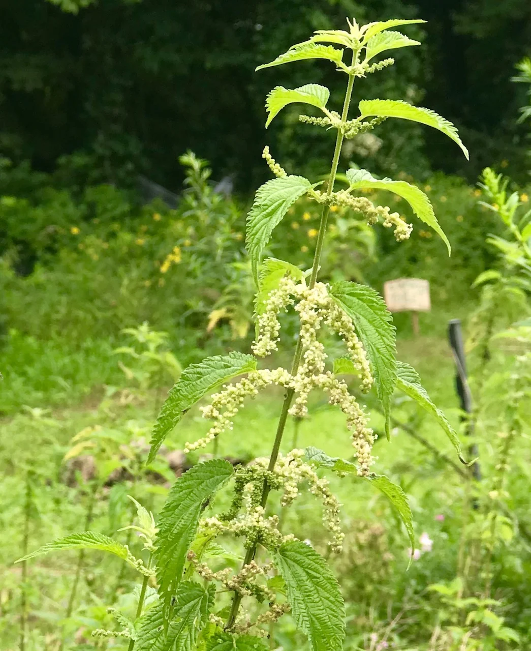nettle.jpg