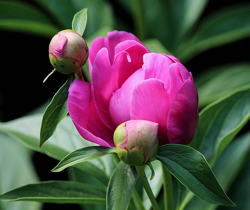 peony-bud-111910_960_720.jpg