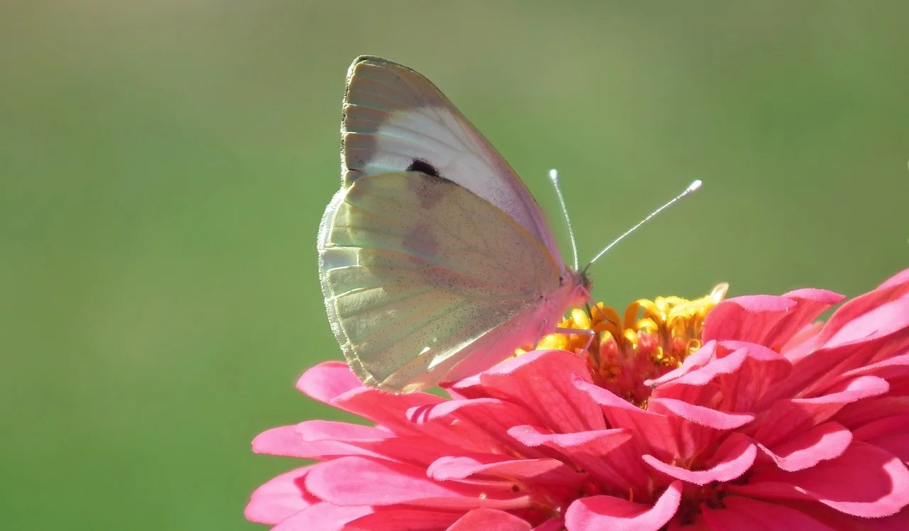 nature-3089307_1280.jpg