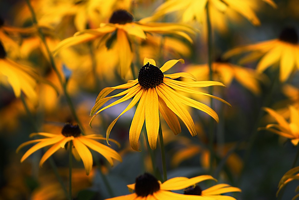 coneflower-1844236_960_720.jpg