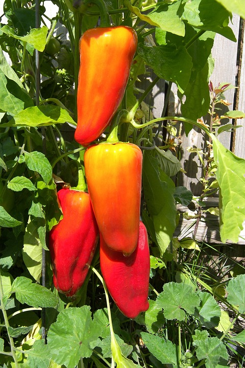 peppers-540243_960_720.jpg