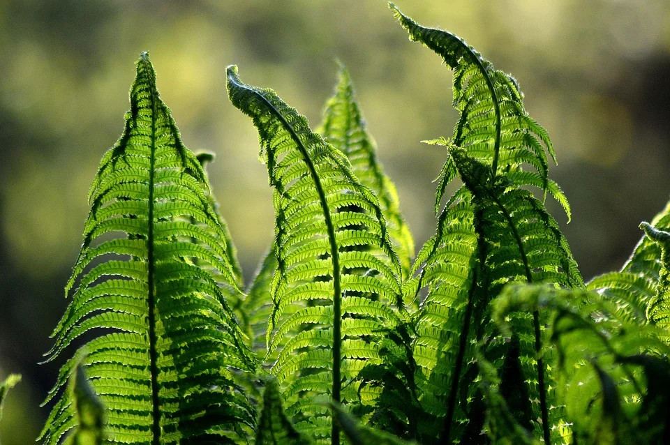 fern-1379020_960_720.jpg