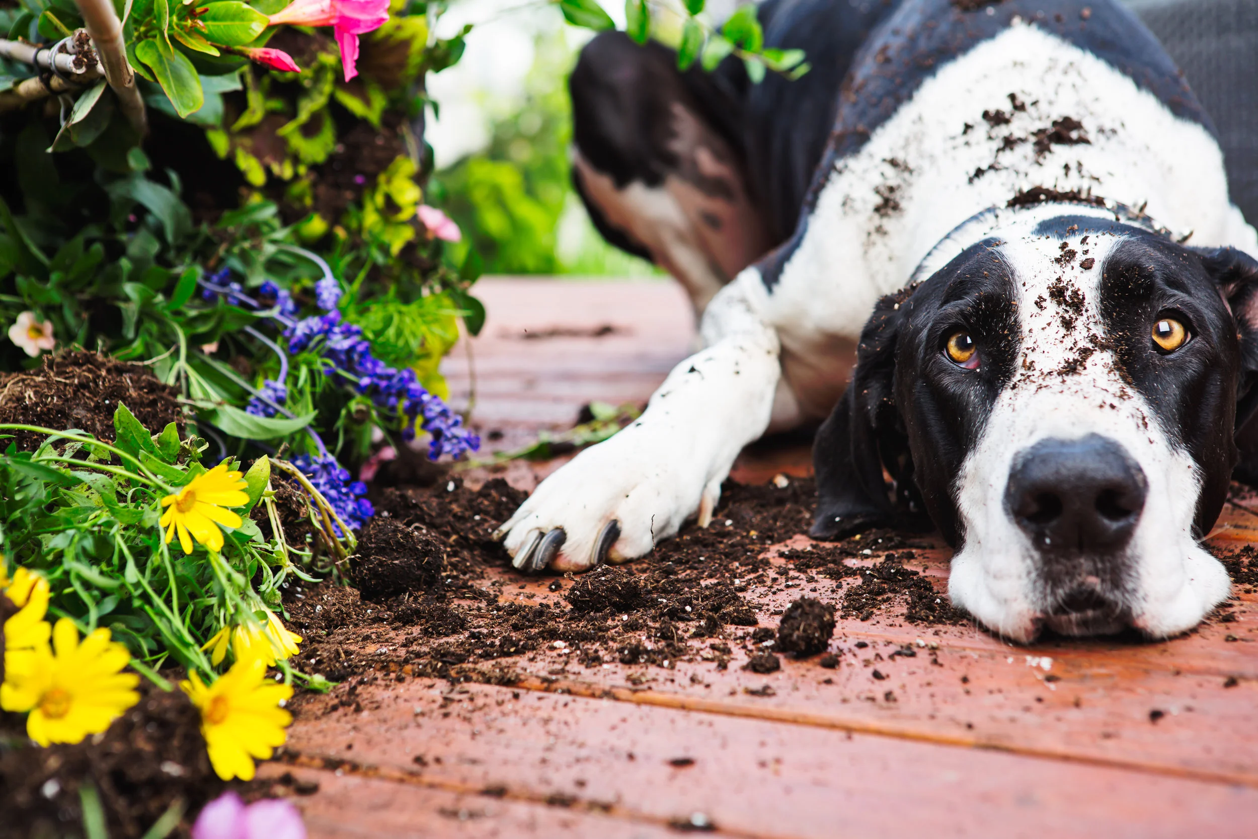 Dog-digging-in-garden-655251404_5760x3840.jpeg