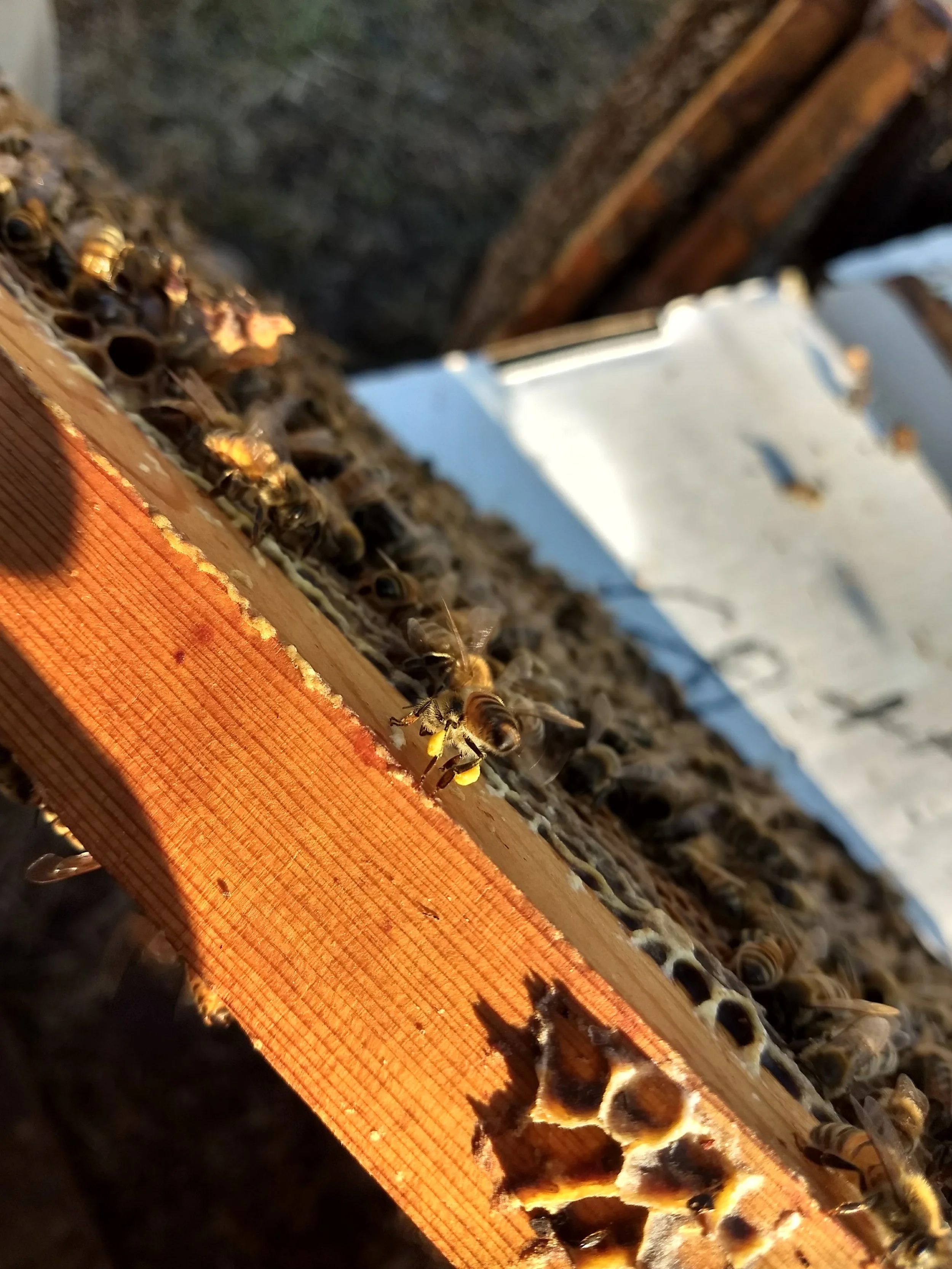 In early April the bees return from California, with snow still on the ground, it seems like nothing is blooming, and just like that bees show up with pollen and reassures us that Minnesota will see spring!