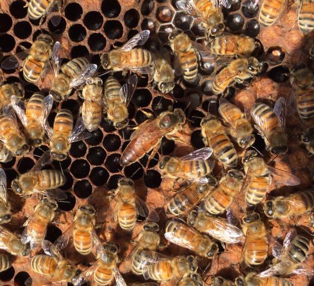 Queen Bee.jpg