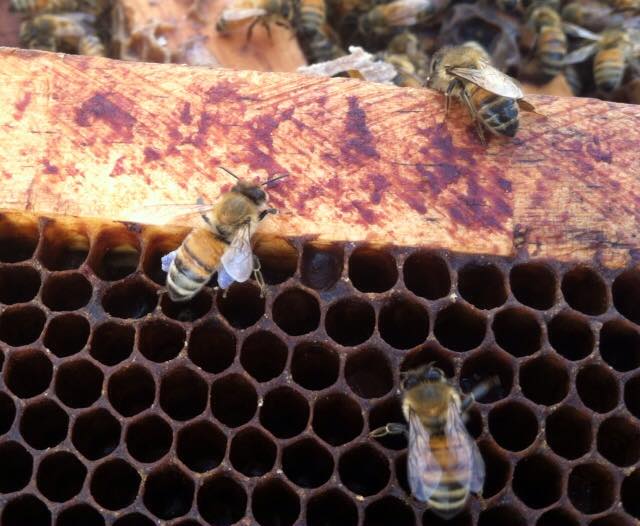 bee blue pollen #2.jpg