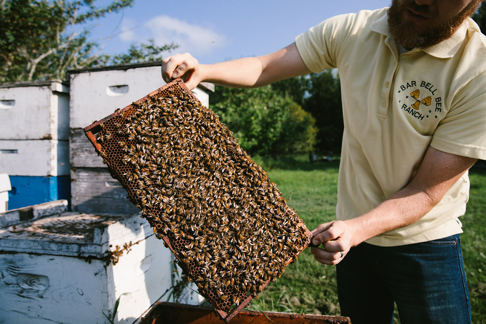 What's the buzz? — Bar Bell Bee Ranch