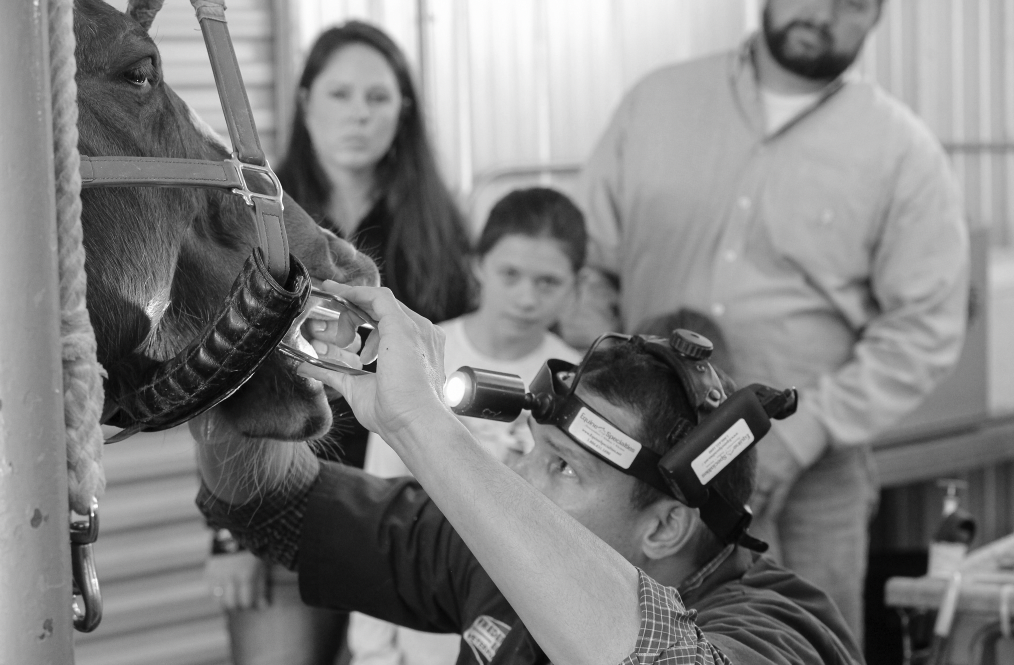 Fredericksburg Equine