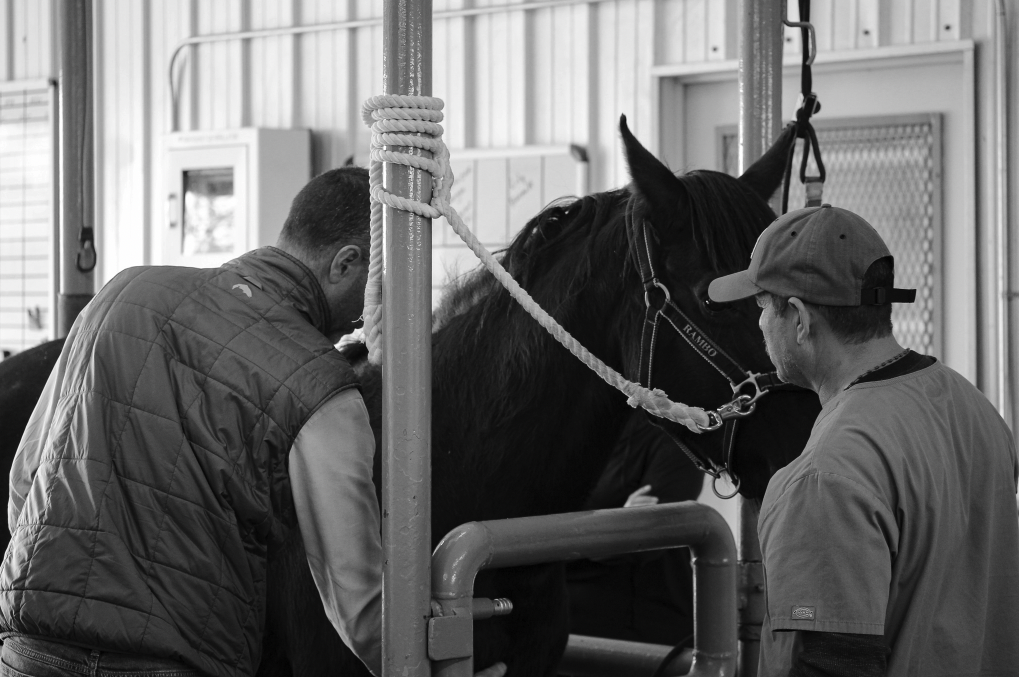 Fredericksburg Equine