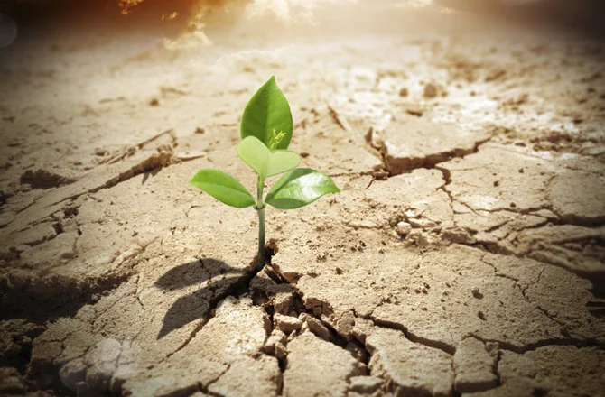 Seeing into and beyond our Trumpian moment