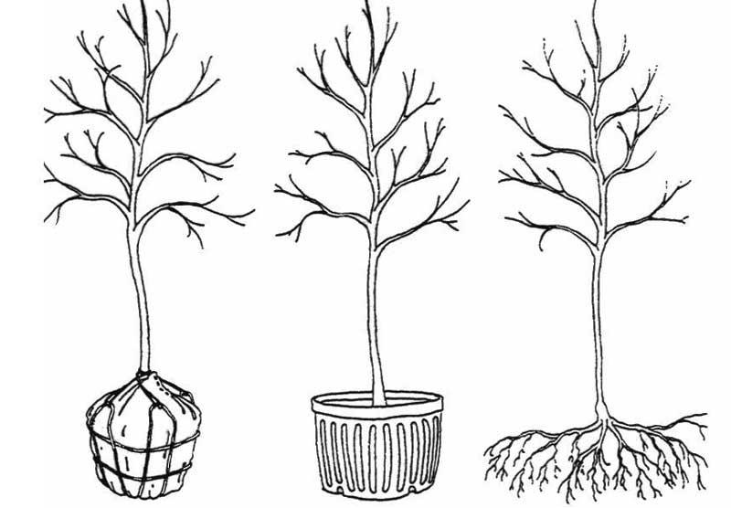Root Ball Types