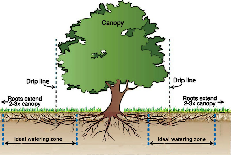 Tree watering cross-section.jpg