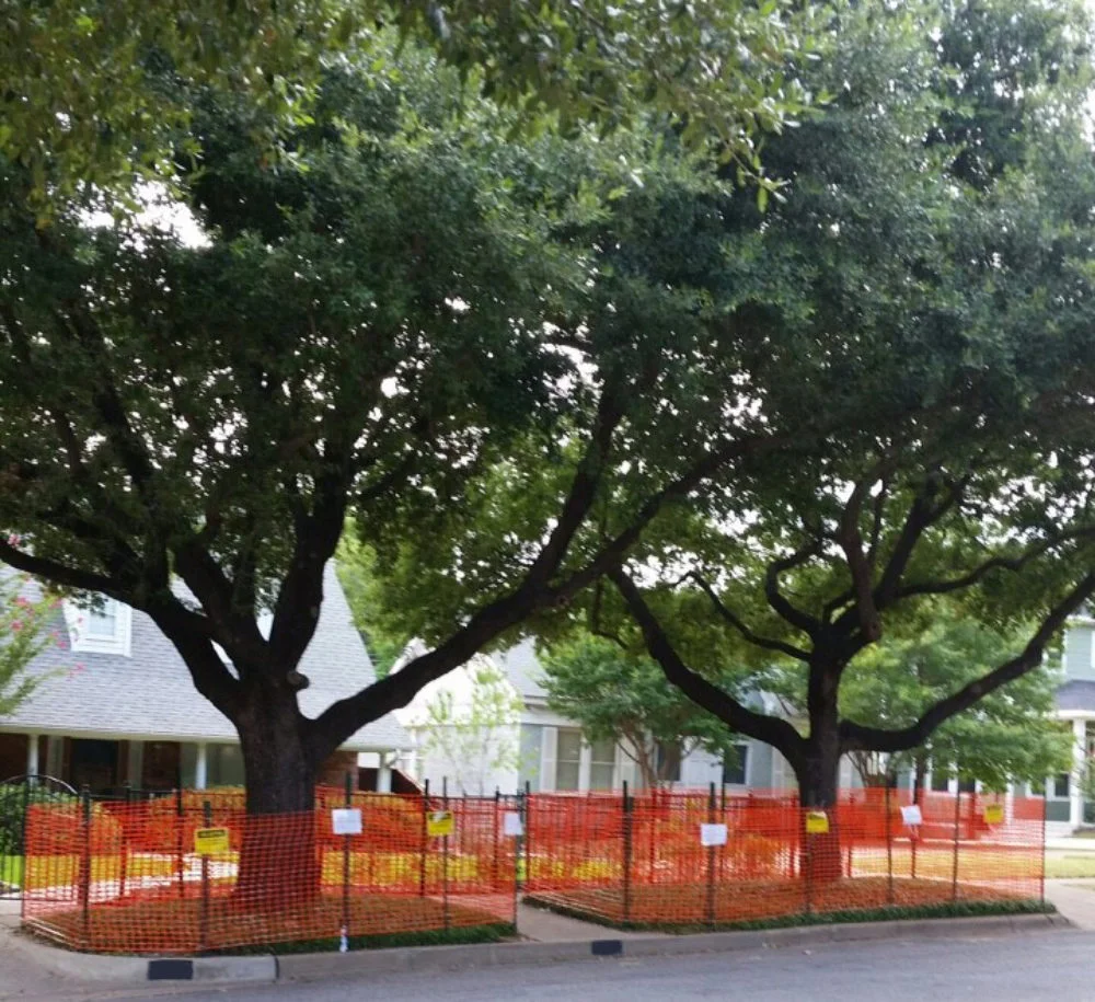 Tree Protection Orange Fencing.jpg