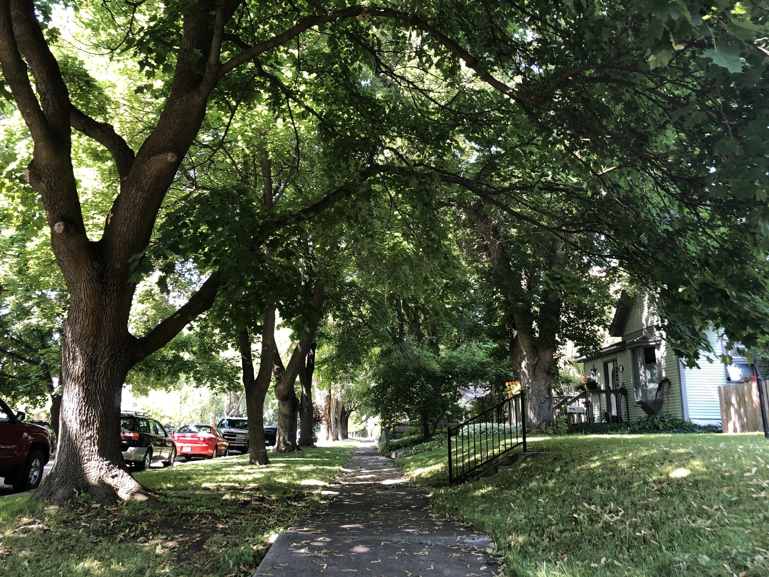 Monthly Tree Reminders: August