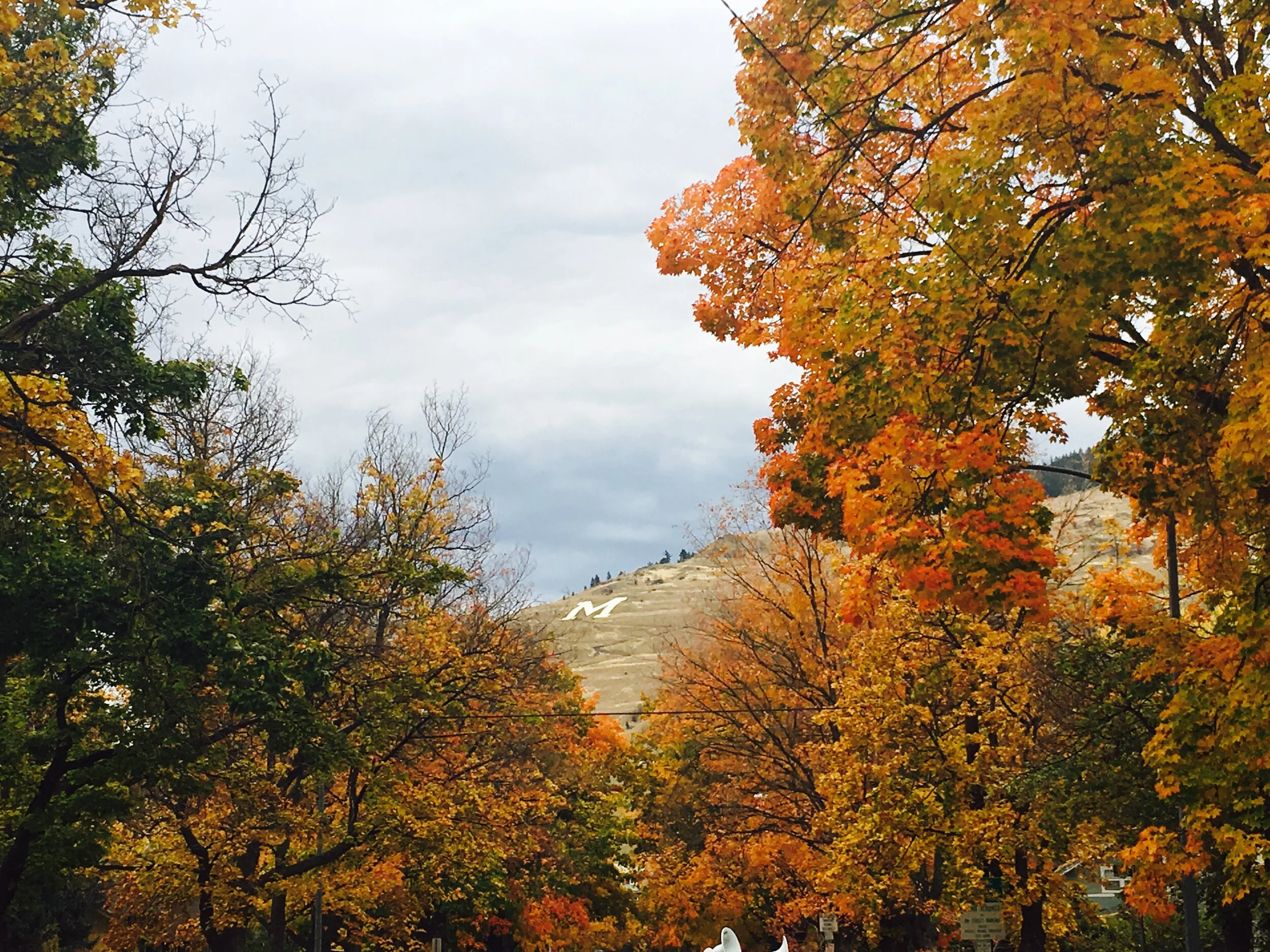 Monthly Tree Reminders: October
