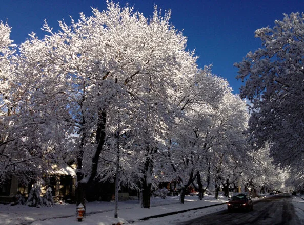 Monthly Tree Reminders: January