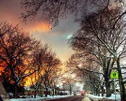 Monthly Tree Reminders: December