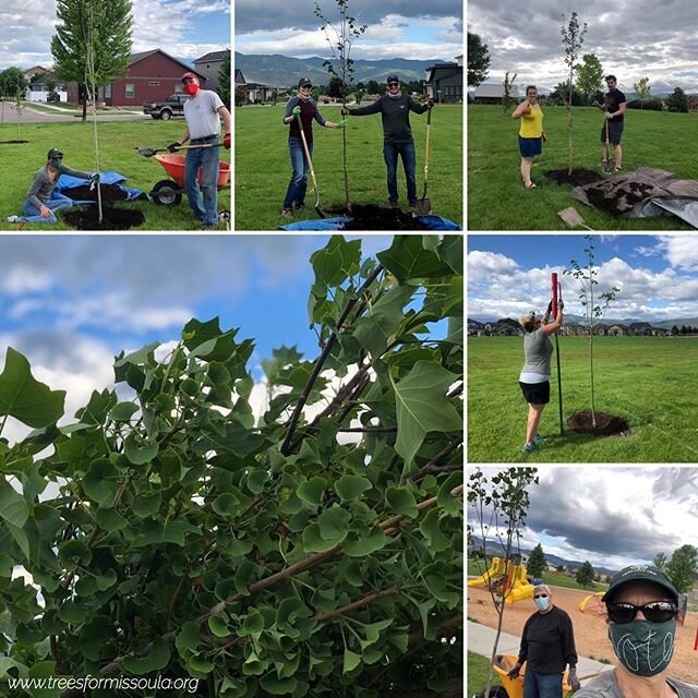 We planted trees today!

Join us tomorrow!
www.treesformissoula.org/events

#treesformissoula #urbanforest #missoulaparksandrec #tree #treesofinstagram #44ranch #treehugger #gingkotree #tuliptree #lindentree #volunteer #vote