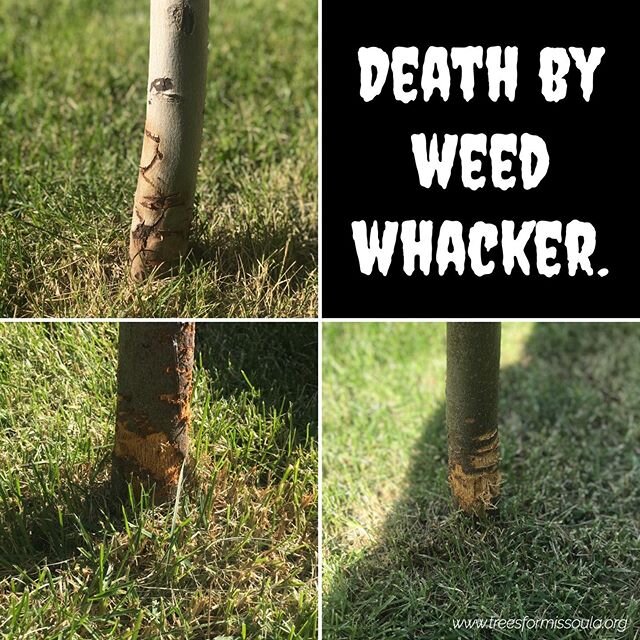 PLEASE!
STOP KILLING TREES!

Keep your lawn and your string trimmers away from tree trunks!

Not only does it tempt you to keep it trimmed back, grass competes with your tree&rsquo;s roots for water and nutrients. 
Show your tree you love it. Pull th