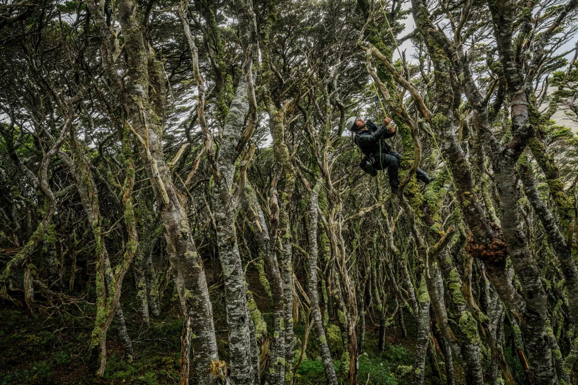 Journey to the World's Southernmost Tree