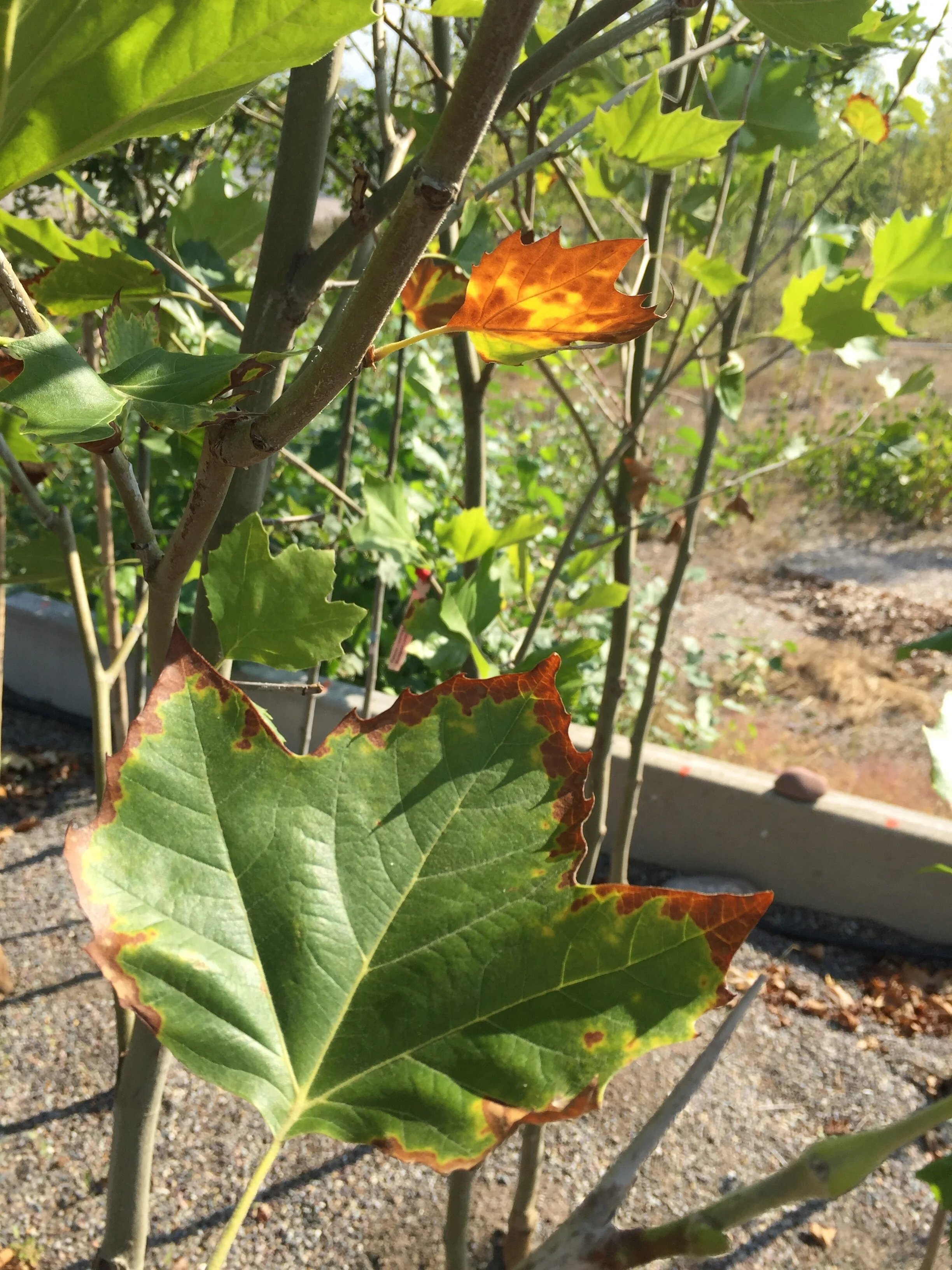 "I need more water", and other things your tree is trying to tell you.