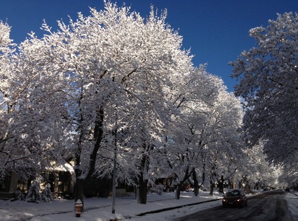 Monthly Tree Reminders: March