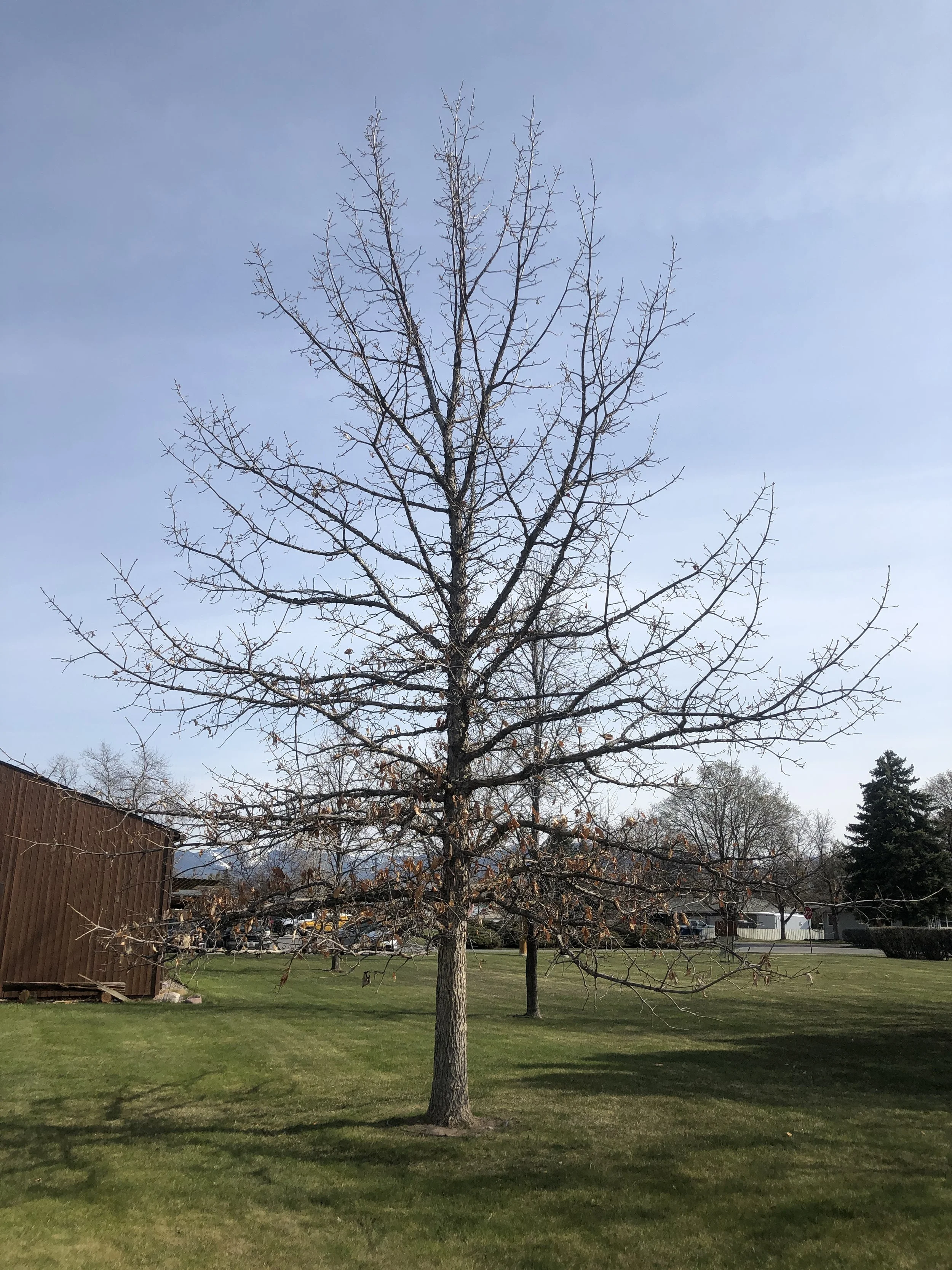 Monthly Tree Reminders: April