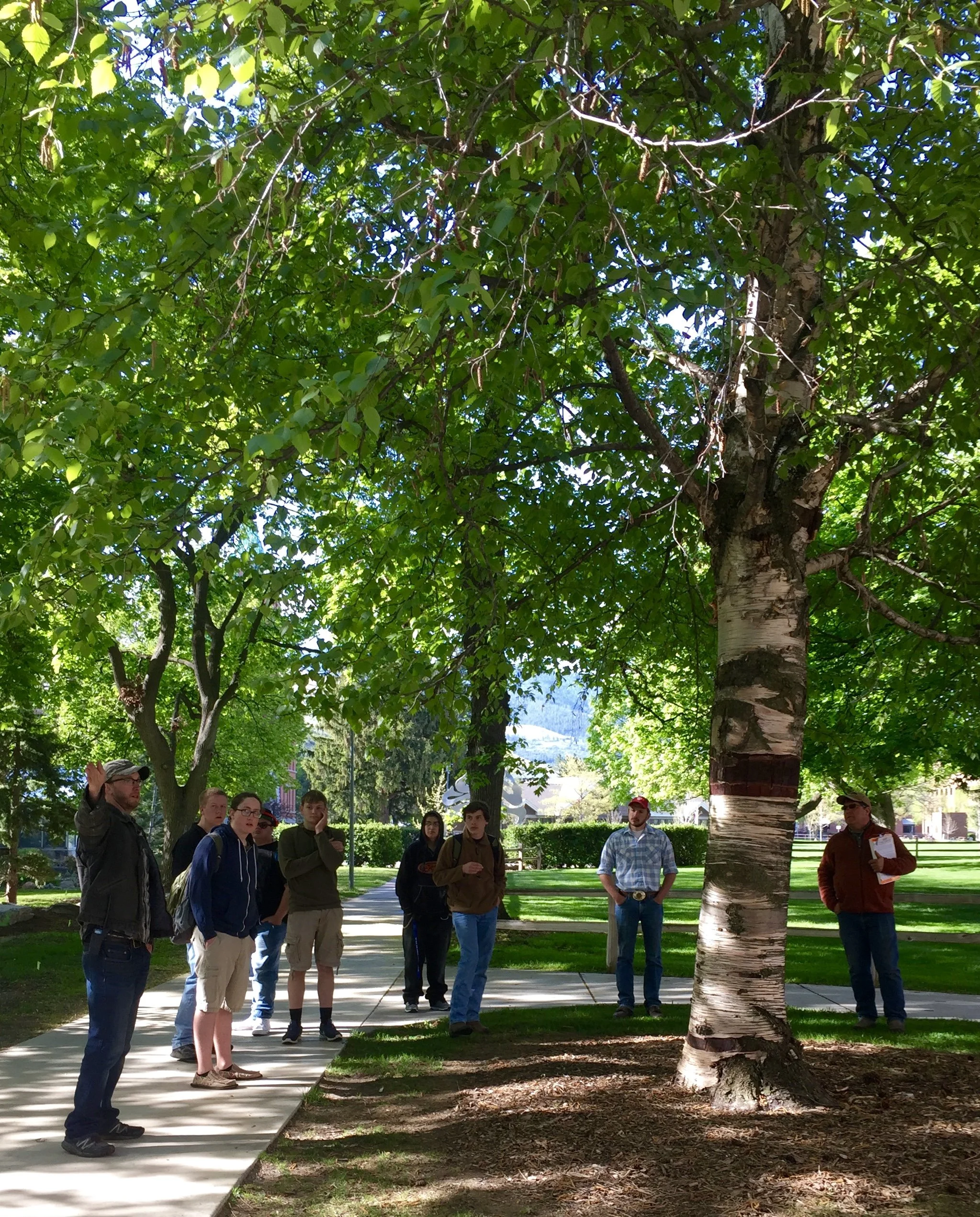 Conifers and Spring Tree ID Tour at the Arboretum!