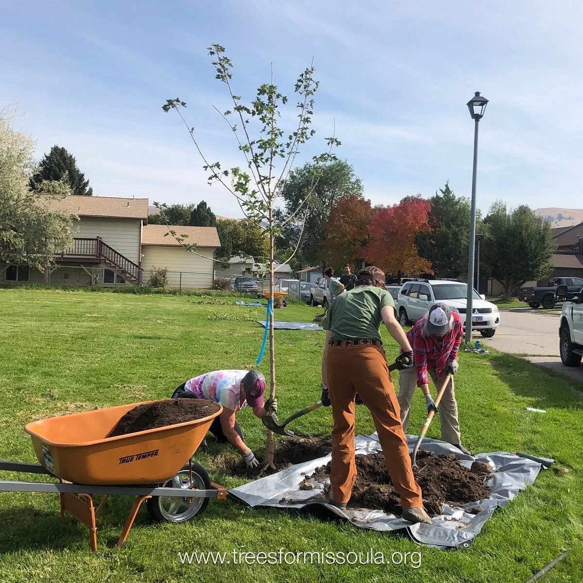 Volunteer Tree Planting