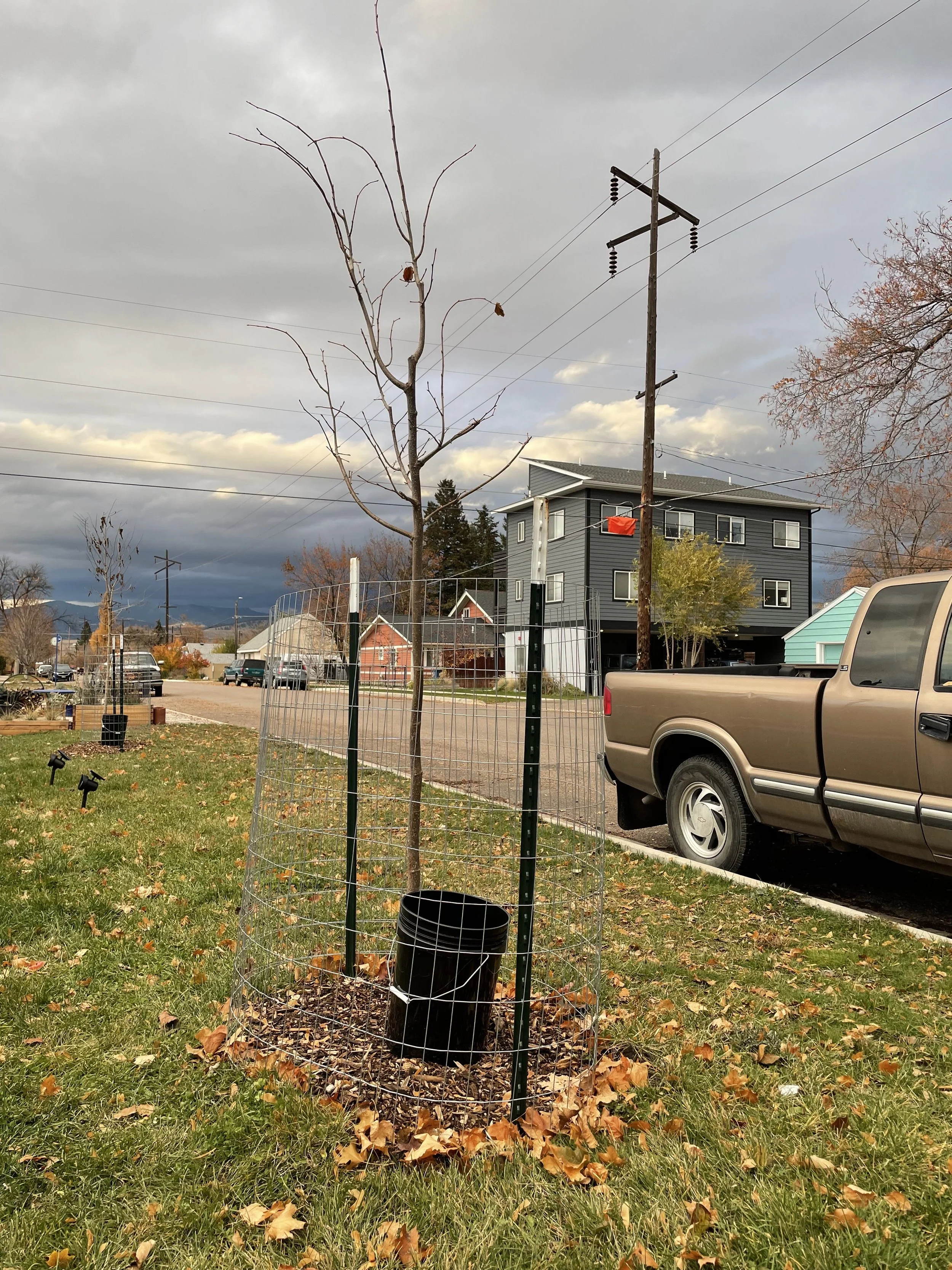 Watering with a bucket