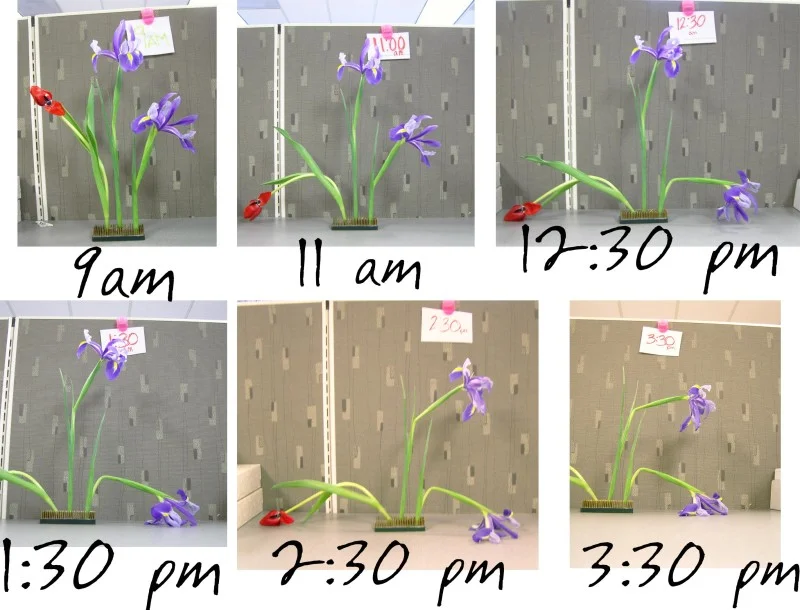 iris-vs-tulip-800x610.jpg