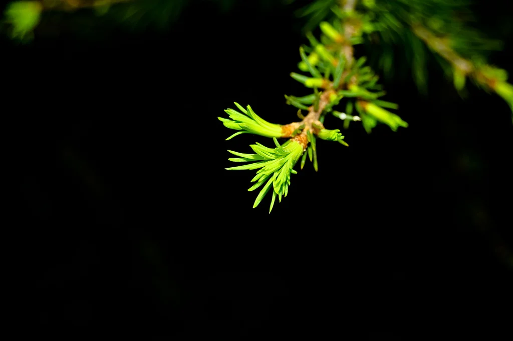 larch.jpg