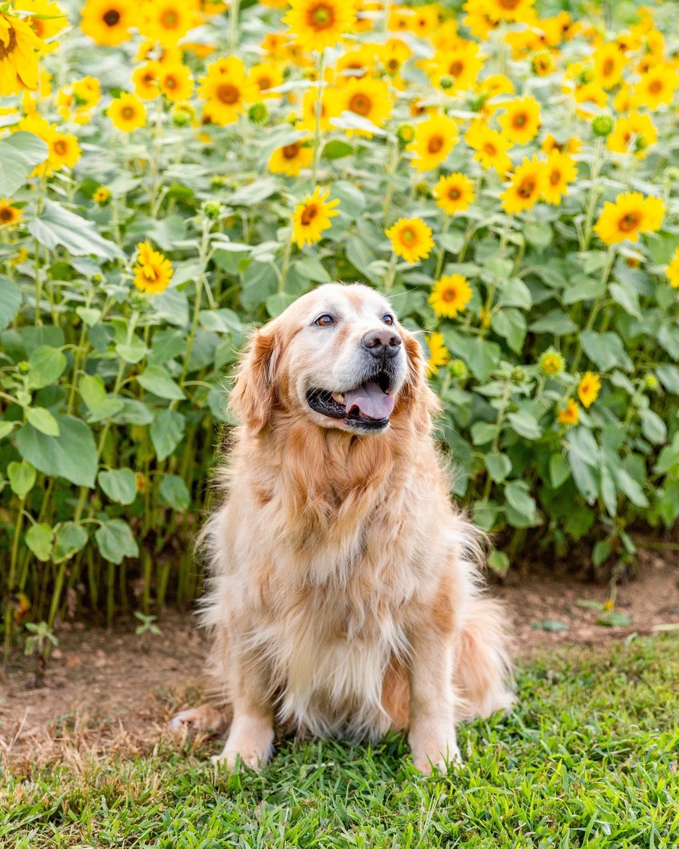 🐾 It&rsquo;s National Dog Day and of course I have to show off Groot &mdash; our lovable, goofy, always-ready-for-snuggles Golden Retriever. He&rsquo;s the best big brother and the king of stealing toys and blankets.

💛 If you know me, you know I&r