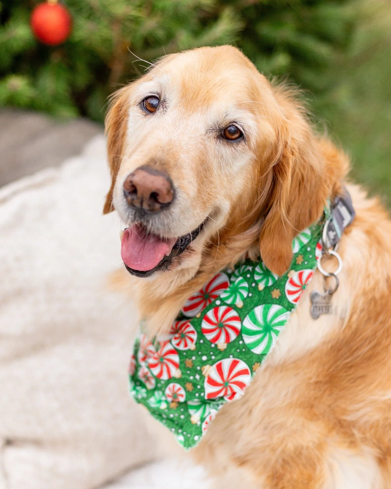 Heidi hopes everyone has a cozy, fun-filled weekend! I&rsquo;m so happy I got to meet this golden girl. She was the sweetest! 🐾